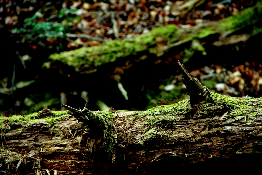 moss 2