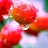 a drop of cherry