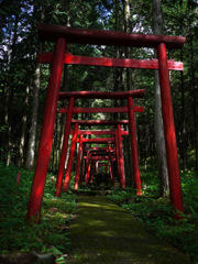 深い森の鳥居
