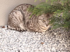 ねこ