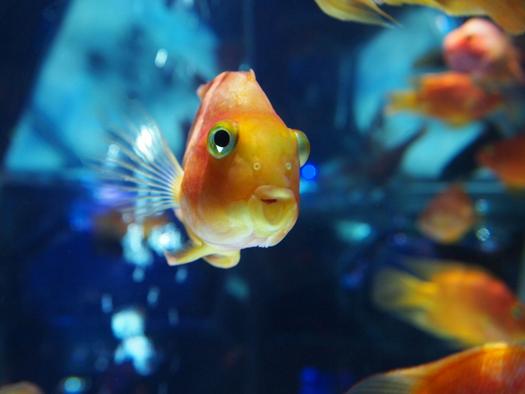 アートアクアリウム展2012