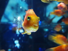 アートアクアリウム展2012