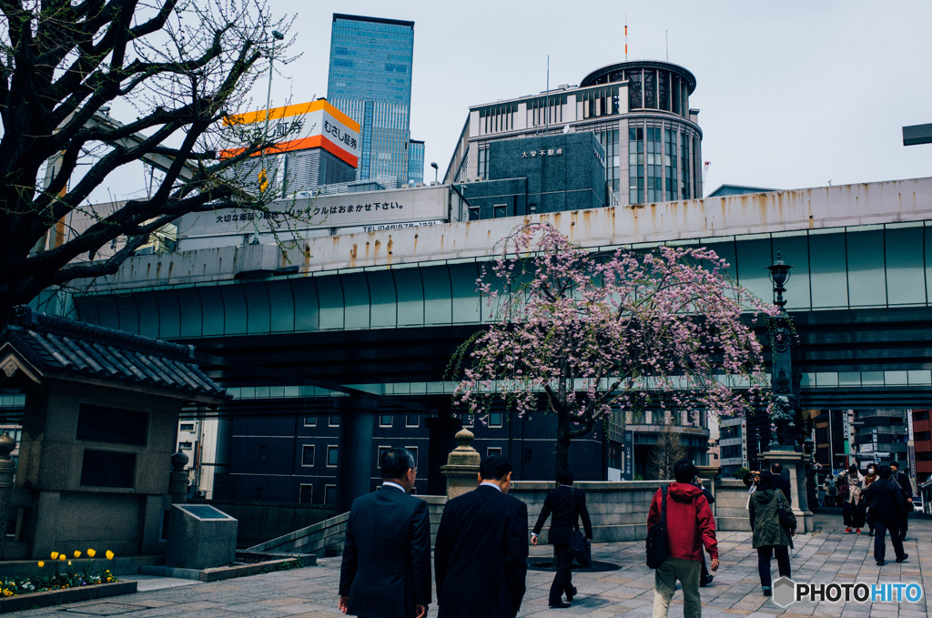 日本橋の桜