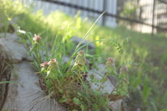 雑草でも春を感じる