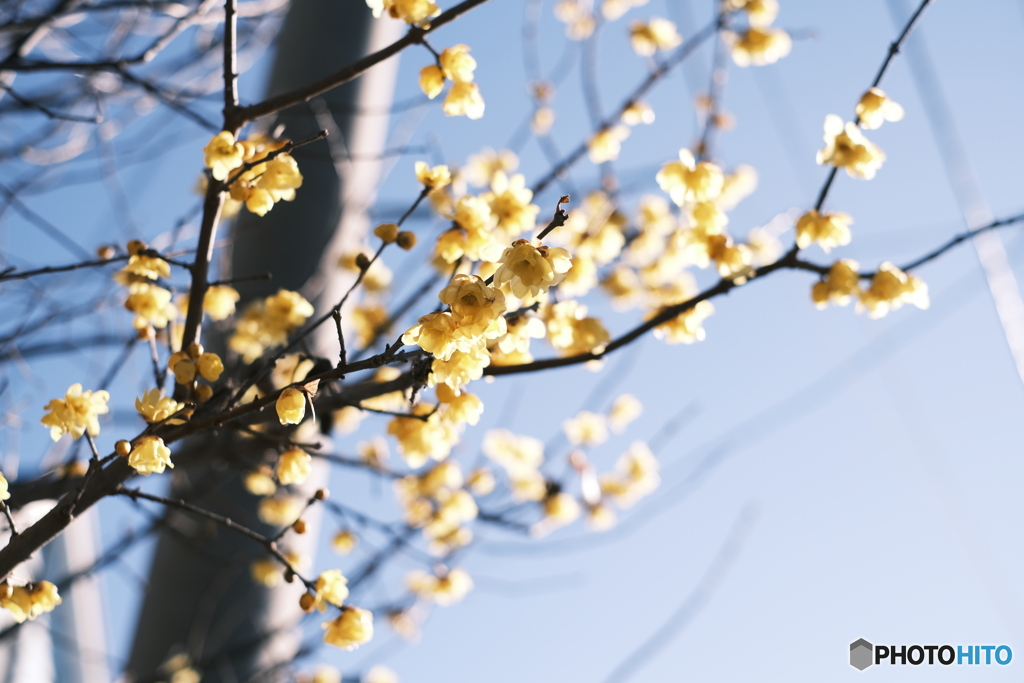 １月に見つけた春