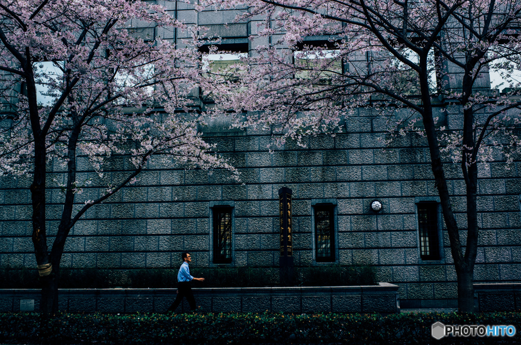 日本橋の桜