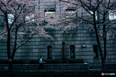 日本橋の桜