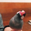 首を傾げる文鳥