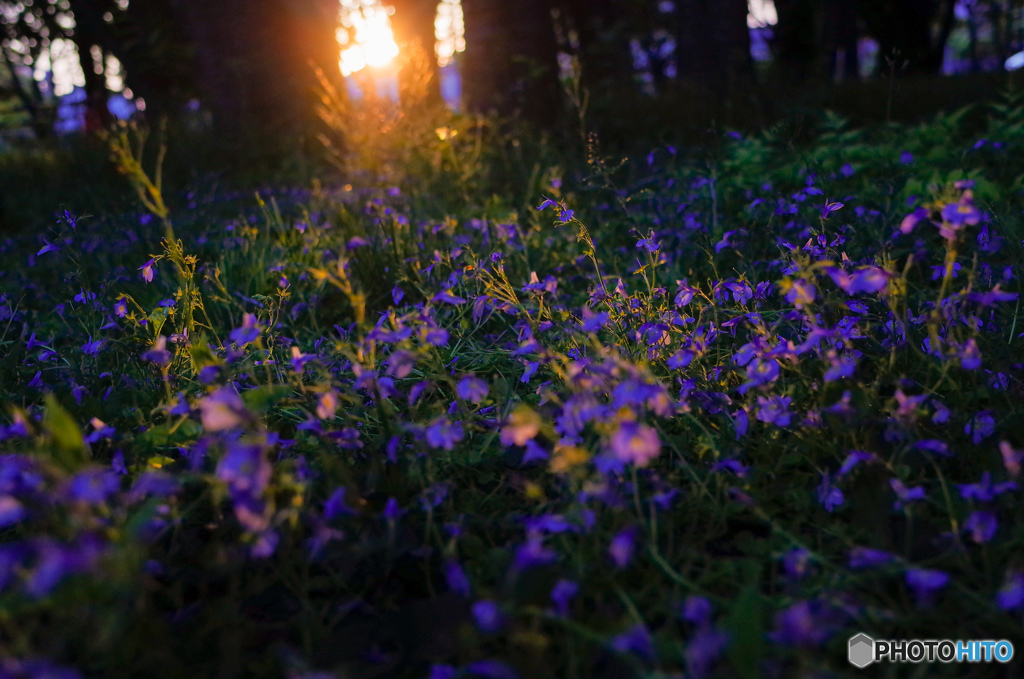 夕日に染まる花たち