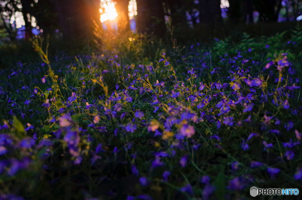 夕日に染まる花たち