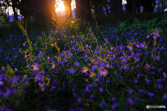 夕日に染まる花たち