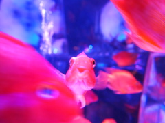 アートアクアリウム展2012