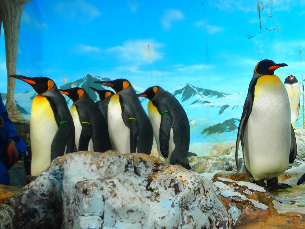 ペンギンたち