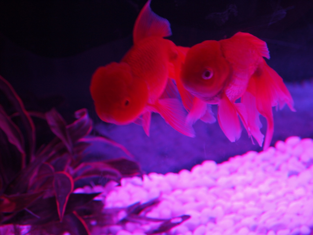 アートアクアリウム展2012