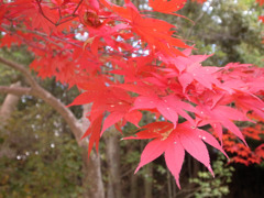 紅葉