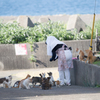 島猫