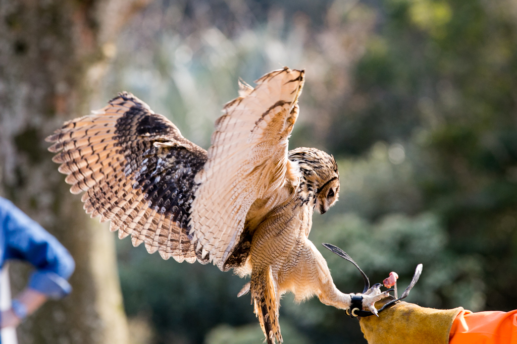 Owl
