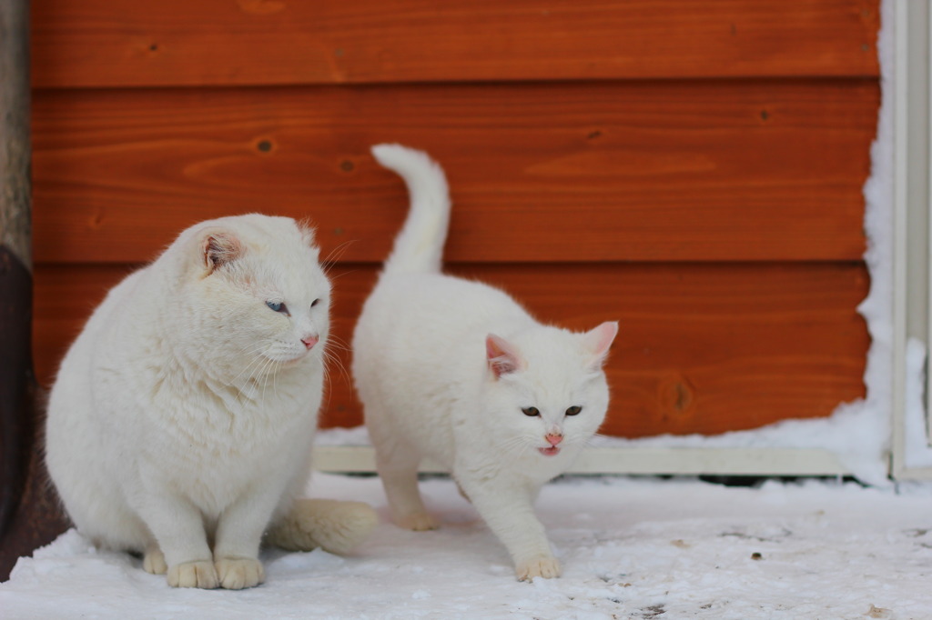 親子猫