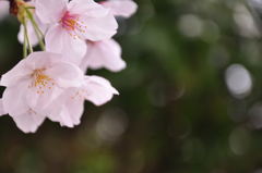 校庭の桜