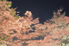 夜桜 Vol.3