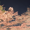 夜桜 Vol.3
