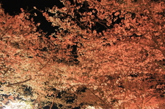 夜桜