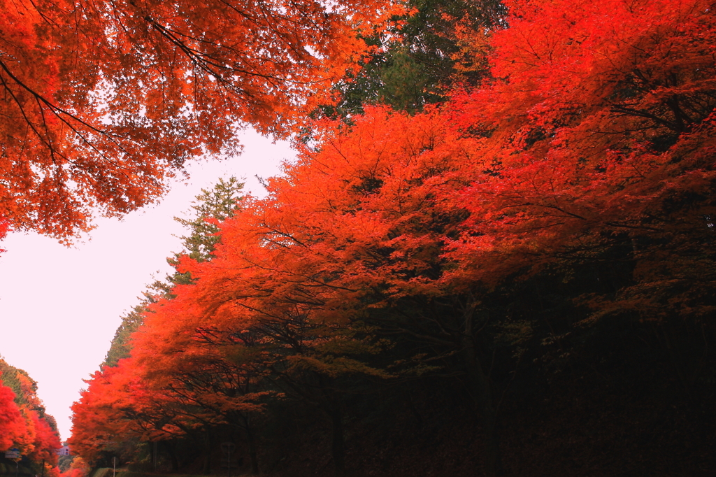 紅の道