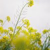 菜の花 Vol.1