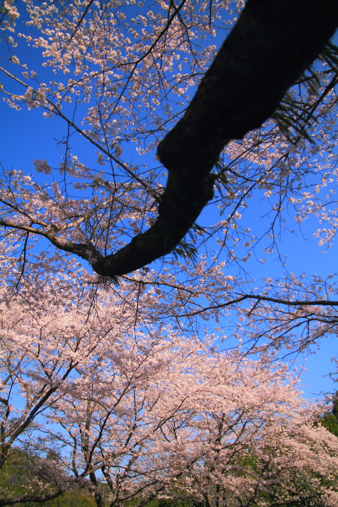 桜空