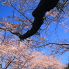 桜空