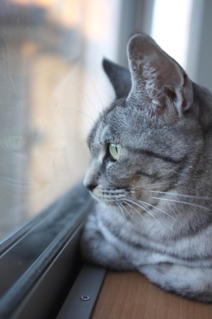 窓際の猫