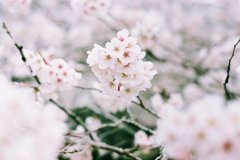 咲き誇る桜