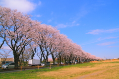 海軍道路の桜並木