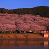 さくら
