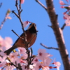 愛をこめて花束を…