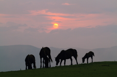 Sunset Horse