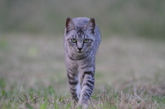 我輩は猫である