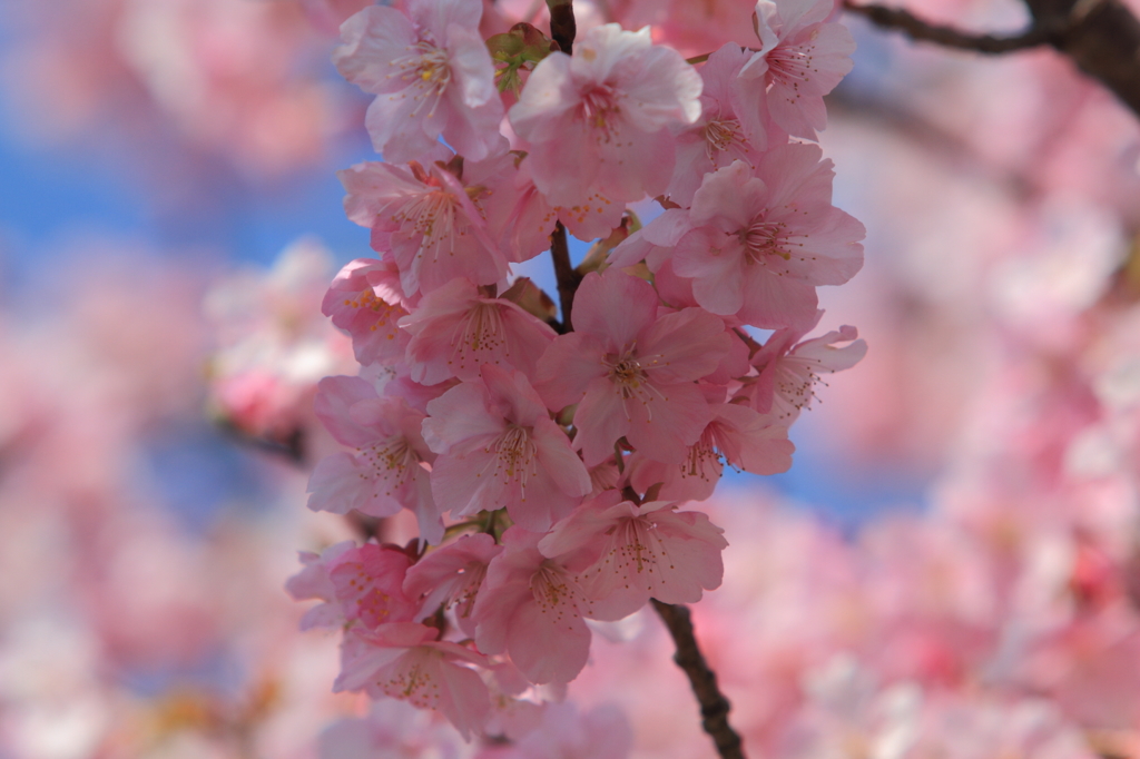 さくら、さくら、さくら