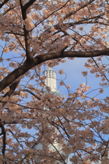 さくらと東京スカイツリー