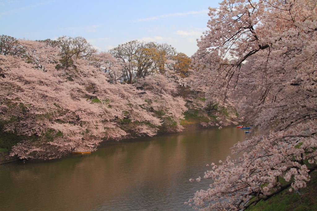 九段下の桜並木