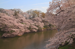 九段下の桜並木