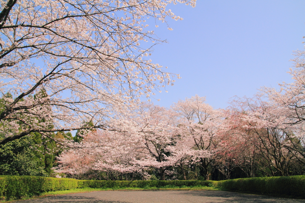 さくら、さくら