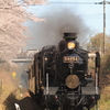 桜の木下