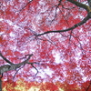 紅く燃ゆる空