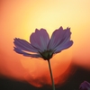 コスモスと夕日