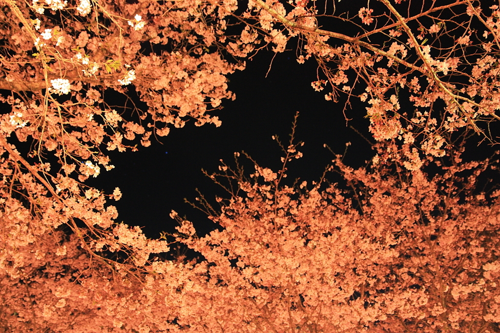 夜桜