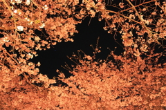 夜桜