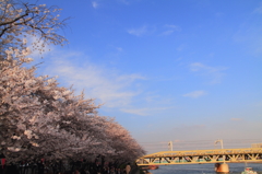 隅田川公園の桜並木