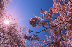 逆光の中の桜