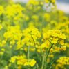 菜の花 Vol.2